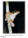 Dark-eared tree frog Polypedates macrotis